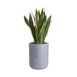 Pflanztopf Outdoor Höhe 32cm CONCRETE In Grau -Butlers Speichern butlers pflanztopf outdoor hohe 32cm concrete in grau 2