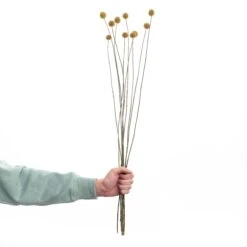 Trockenblumen Craspedia Länge 70cm FLOWER MARKET In Gelb