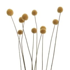 Trockenblumen Craspedia Länge 70cm FLOWER MARKET In Gelb -Butlers Speichern butlers trockenblumen craspedia lange 70cm flower market in gelb 3