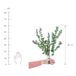 Trockenblumen Eukalyptus Länge 60cm FLOWER MARKET In Dunkelgrün -Butlers Speichern butlers trockenblumen eukalyptus lange 60cm flower market in dunkelgrun 2