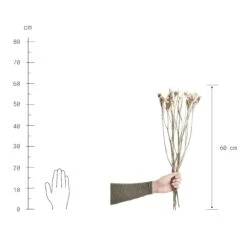 Trockenblumen Statice Länge 60cm FLOWER MARKET In Weiß -Butlers Speichern butlers trockenblumen statice lange 60cm flower market in weiss 2